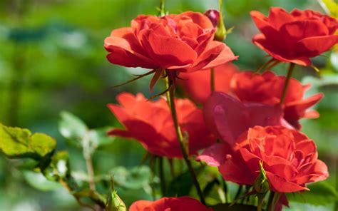 Guide to Starting a Rose Garden: How to Care For Rose Bushes - Garden Lovers Club