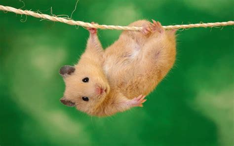 Cute Hamster Wallpapers - Wallpaper Cave