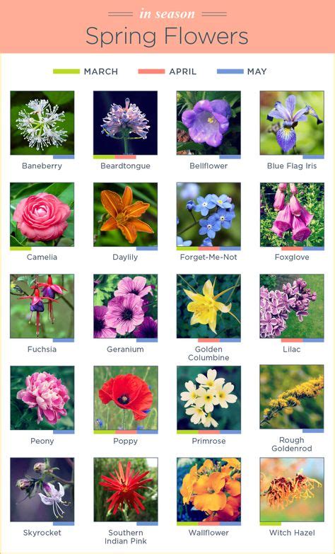 65 Flowers ideas | flowers, beautiful flowers, flower garden