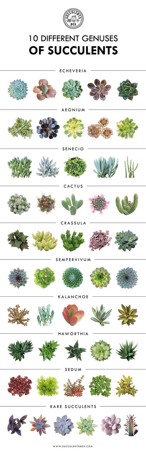 Types Of Succulents Indoor | Types Of Succulent Plant