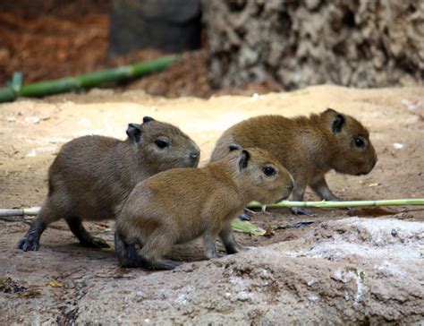 LOOK: Baby Capybaras Born at Cleveland Zoo | Fox 8 Cleveland WJW