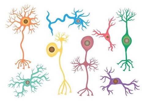 Neuron Vector Art, Icons, and Graphics for Free Download