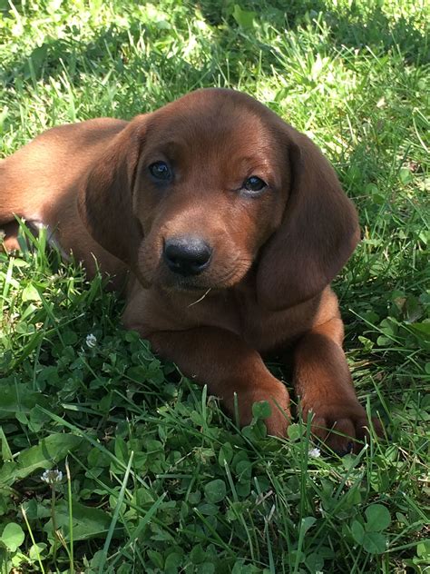 41++ Redbone coonhound puppies information