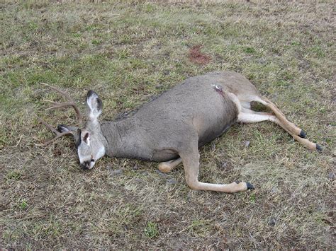 Hundreds of poaching charges laid after Alberta animals left to rot | Globalnews.ca