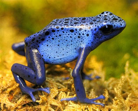 Amaizing Animal Facts: Poison Dart Frog