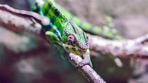 Free picture: lizard, camouflage, tree, animal, reptile, green