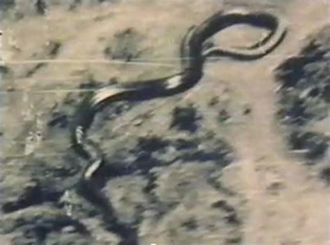 Wildlife Experts Analyze The 50 Foot Long Snake Caught On Video In The Congo - River City Post