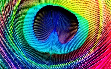 Peacock feather closeup : r/pics