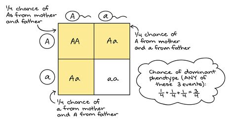 Mendel Genetics Punnett Square