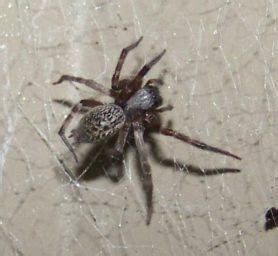 Badumna longinqua (Grey House Spider) - Spider Identification & Pictures