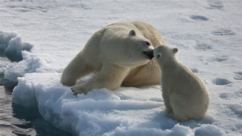 Cute, Polar Bear, Baby Polar Bear, Caring, Snow, Arctic wallpaper | animals | Wallpaper Better