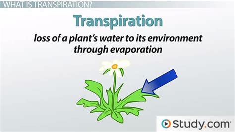 Transpiration | Definition, Factors & Types - Lesson | Study.com