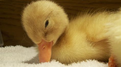 File:Baby Duck.jpg - Wikimedia Commons