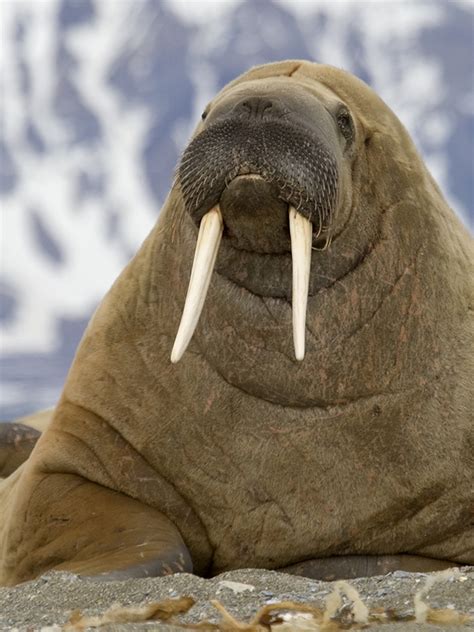 Walrus