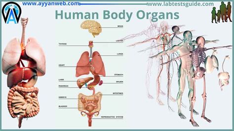 Human Body Organs And Parts, Parts Of Human Body | Lab Tests Guide