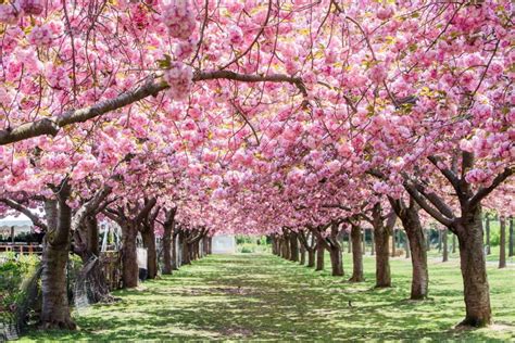 Museum Pass - Brooklyn Botanic Garden | Mahwah Public Library