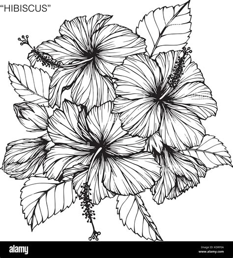 Hibiscus flower drawing illustration. Black and white with line art Stock Vector Image & Art - Alamy