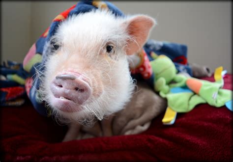 The Importance of a Mini Pig Emergency Plan | Life with a Mini Pig