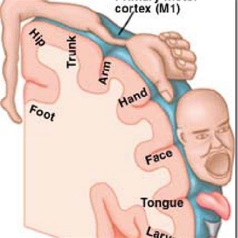 Symptoms Of A Frontal Lobe Stroke