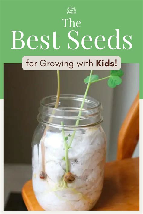 Seed Germination for Kids – The Results! - How Wee Learn