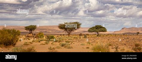 Sahara desert scenes Stock Photo - Alamy