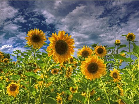 🔥 [46+] Field of Sunflowers Wallpapers | WallpaperSafari