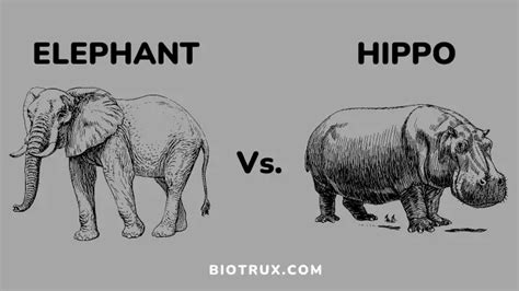 Elephant Vs. Hippo: 5 Major Comparisons - biotrux