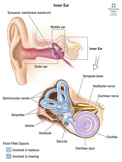 Ear Anatomy Diagram