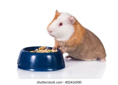 Guinea Pig Bowl Food Isolated On Stock Photo (Edit Now) 402416500