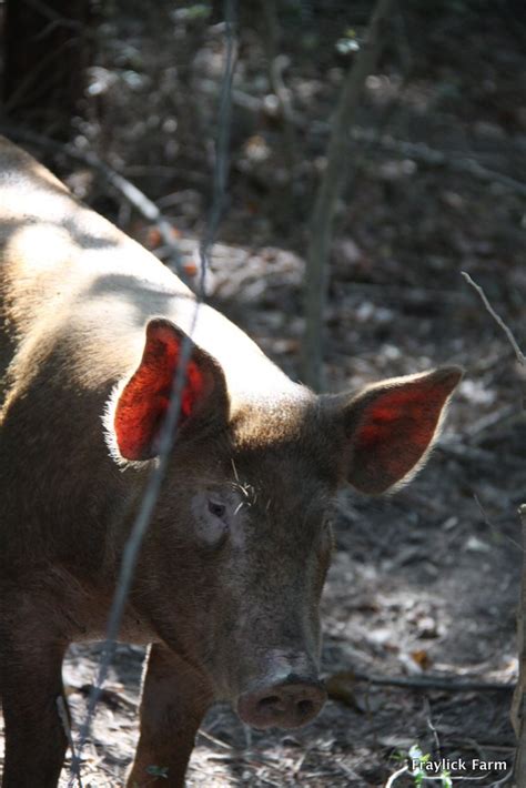 Fraylick Farm - Pigs