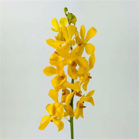 MOKARA ORCHIDS - YELLOW - Wholesale Bulk Flowers - Cascade Floral