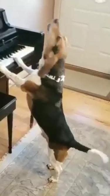 Dog playing a piano | Cute dogs, Funny dogs, Funny animal jokes