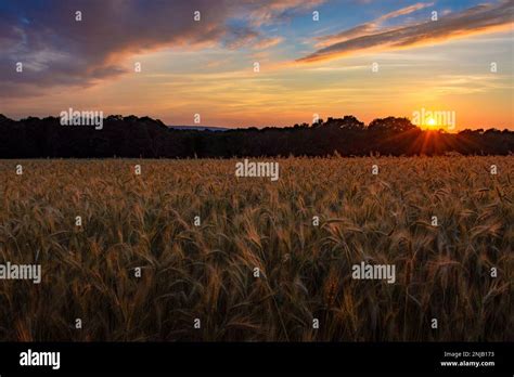 Sunset over Wheat Field US Stock Photo - Alamy