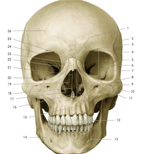 Pin auf Anatomy-ish