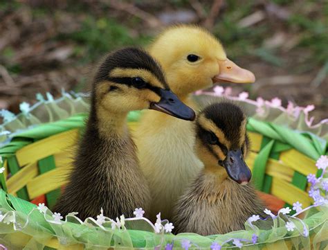 Baby Ducks Photograph by Sandy Keeton - Fine Art America