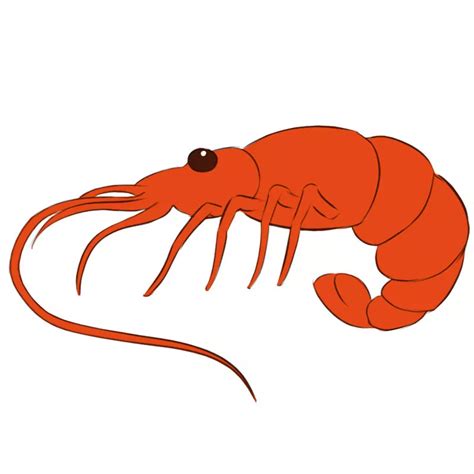 How to Draw a Shrimp - Easy Drawing Art