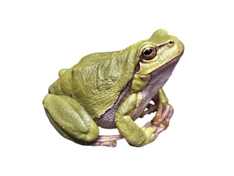 Free transparent Frog PNG images Download | PurePNG | Free transparent CC0 PNG Image Library