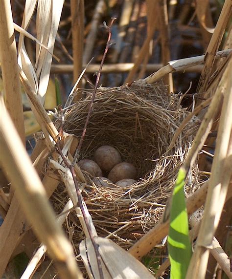 How Do Birds Choose The Location For Building Their Nests?