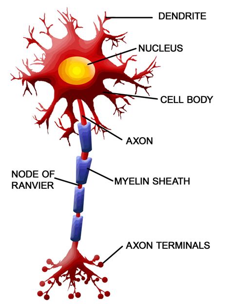 The Neuron - External Structure and Classification - Interactive Biology, with Leslie Samuel