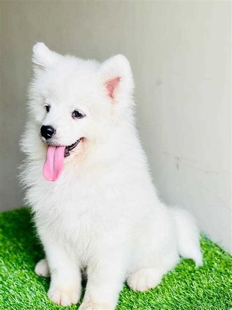 Find Purebred Samoyed Dogs and Puppies for sale | Mr n Mrs Pet