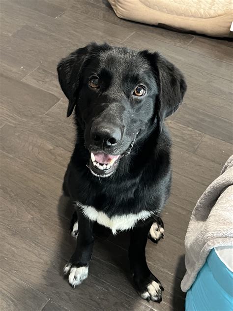 Lab + Border Collie Mix? : r/Labs