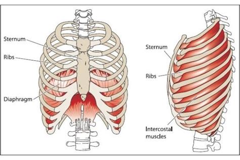 The Diaphragm: An Amazing Muscle - Sivananda Yoga Vedanta Centres