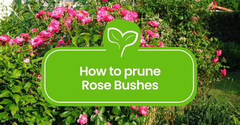 How to Prune Rose Bushes: A Step-by-Step Gardener's Manual - Plant Propagation