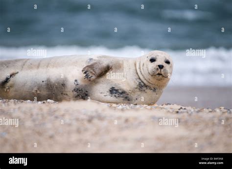 Seals on Blakeney point Norfolk East Anglia England Stock Photo - Alamy