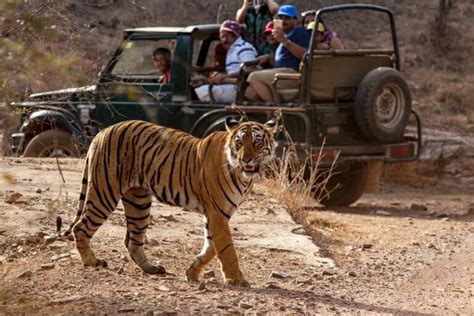 Conservation Ways - How Indian National Parks Protect Bengal Tigers