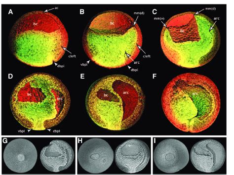 Three-dimensional views of normal frog development. Normal embryos from... | Download Scientific ...