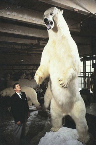 Biggest polar bear - Zooologist