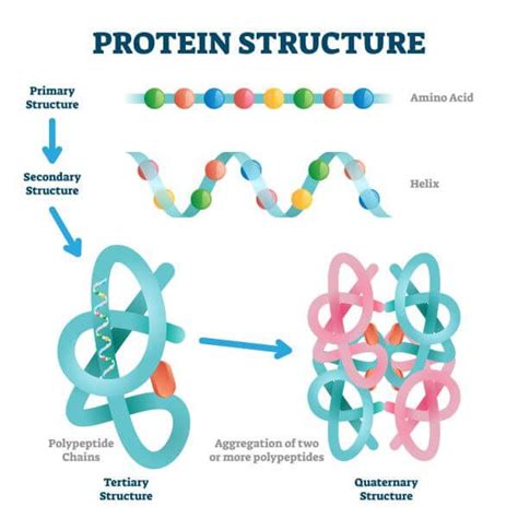 Protein Structure | Biology Dictionary