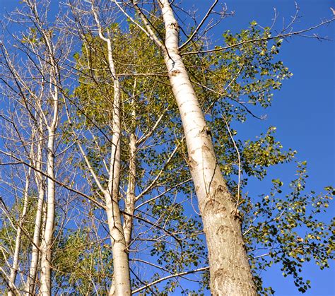 Free photo: Poplar Tree - Green, Leave, Poplar - Free Download - Jooinn