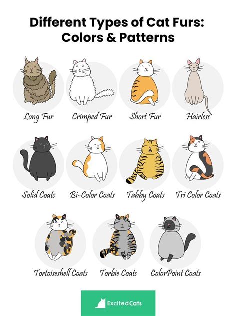 Types of Cat Furs: Colors, Patterns & Markings with Pictures